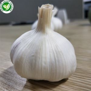 메쉬백에 담긴 신선한 흰색 마늘 구근